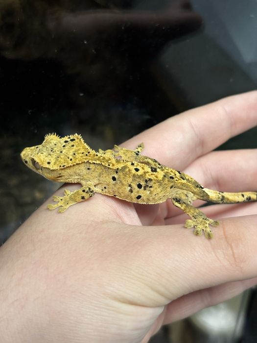 Młody gekon orzęsiony super dalmatian
