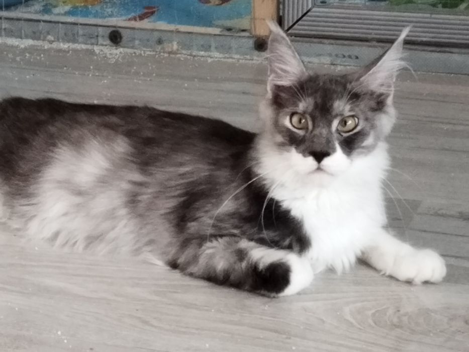 Kocurek  Maine Coon 4,5miesięczna