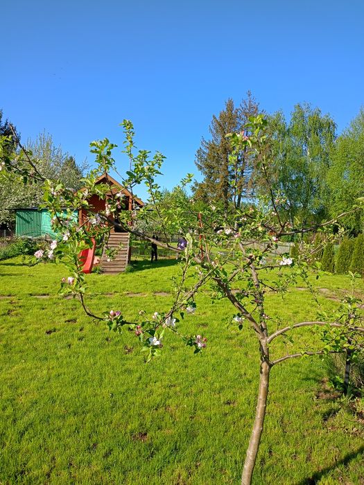 Sprzedam działkę na ogródkach działkowych ROD OZMO