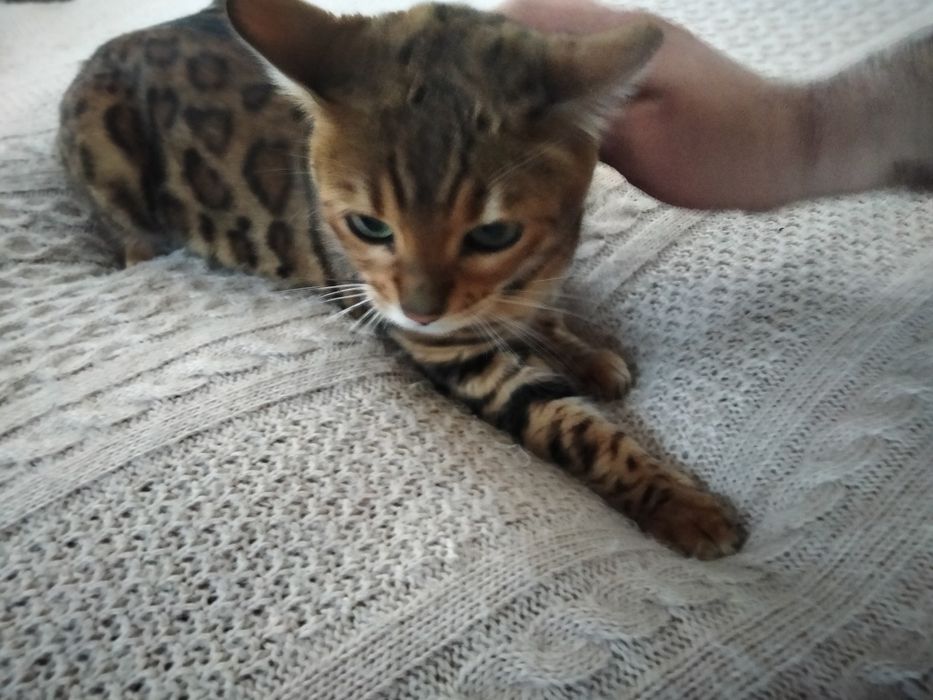 Бенгальская кошка