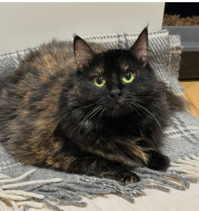 Толстенькая Ласковая Девочка Тучка - 1 год, Стерилизована