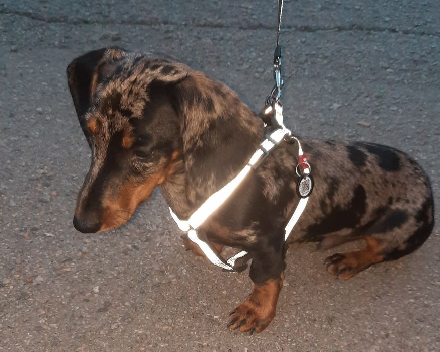 Такса,мальчик. Ищет невесту.