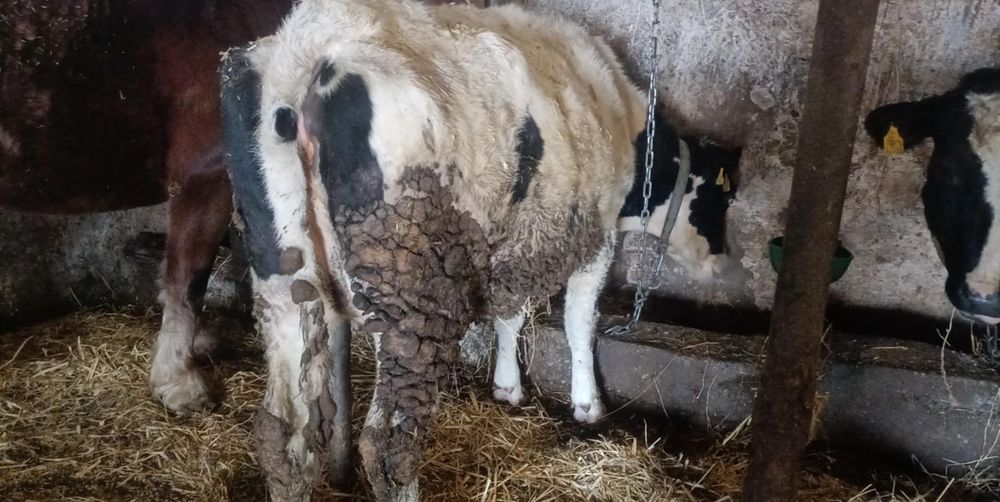 Jałówki cielne 7 miesięcy