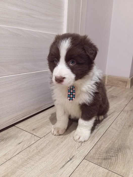 Border Collie z rodowodem