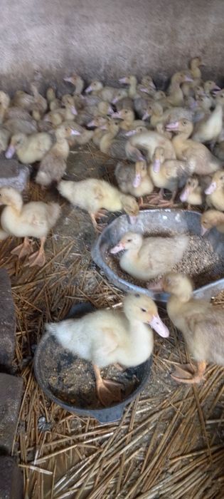 Продам качок-мулардів