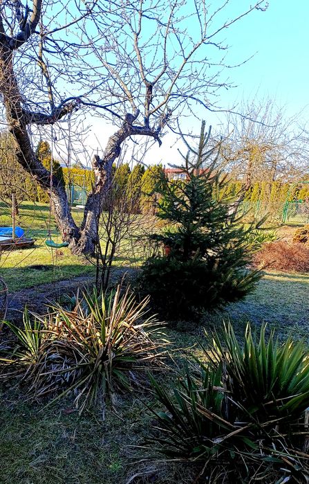 ROD Grudziądz / działka 377 m² domek/ prąd i woda/ - Widok 6