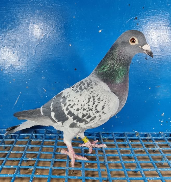 Gołąbek Lotowy Samiczka Trzaska x Trzaska