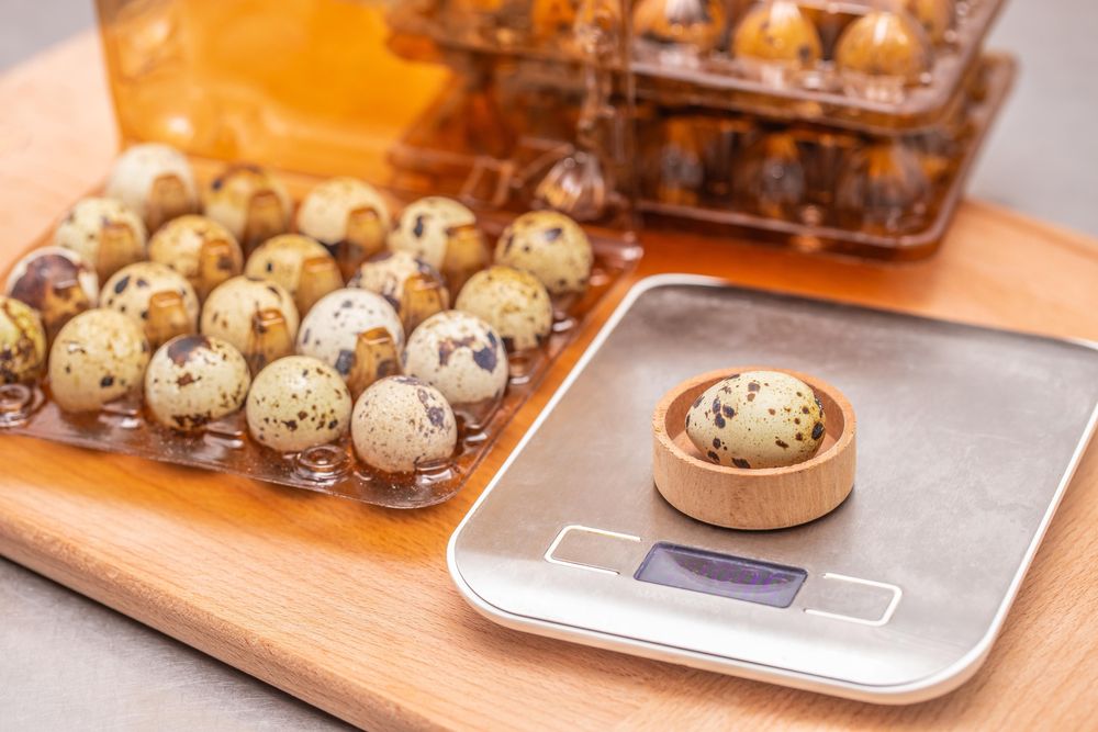 Інкубаційні яйця перепілок. Яйця на інкубацію. перепела техас