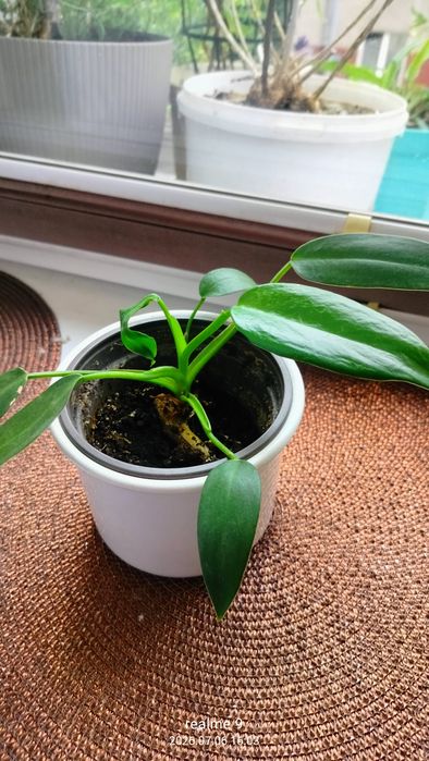 Philodendron  nie wiem jaka odmiana