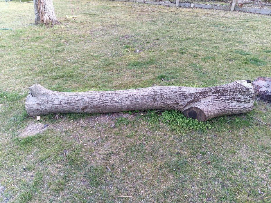 Drzewo orzech włoski