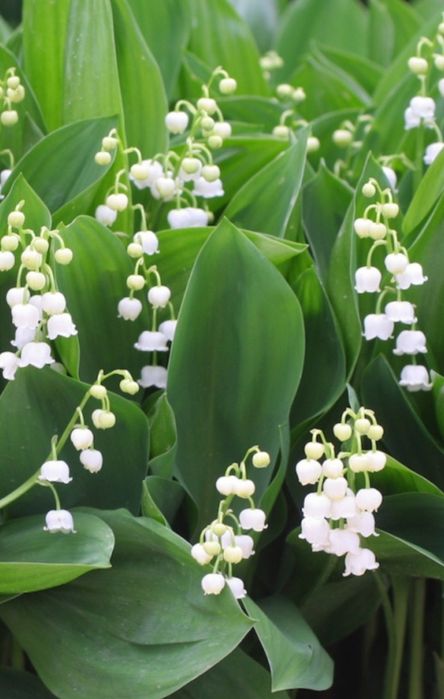 Rośliny starodawne Sadzonki kopane z gruntu