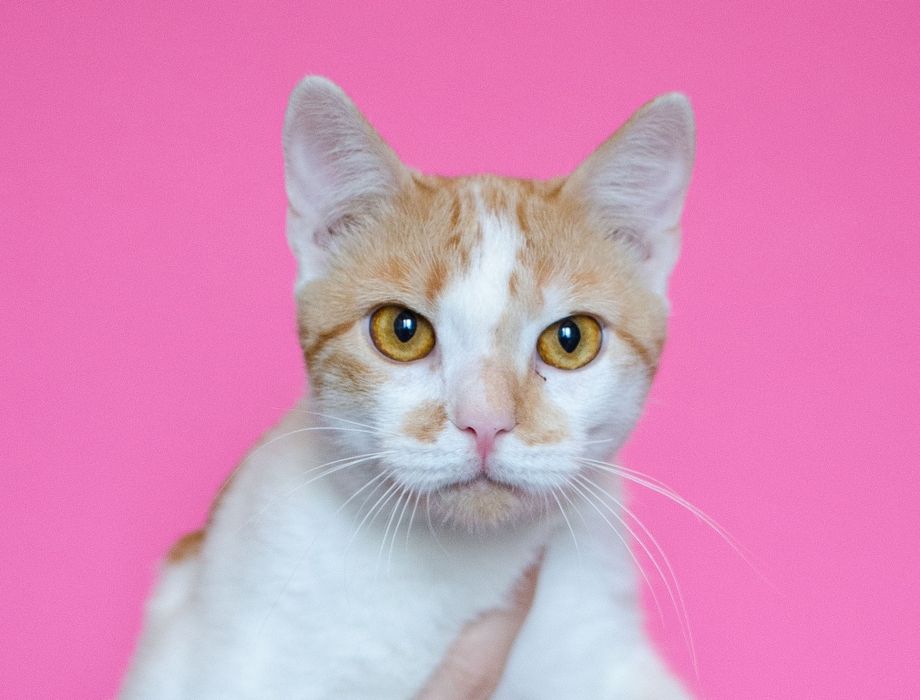 Кошка Джулия, 1 год. Ласковая бело-рыжая кошечка . Стерилизована.