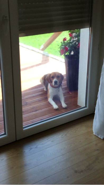 ODDAM CAŁKOWICE za darmo psa mysliwskiego Beagle tricolor