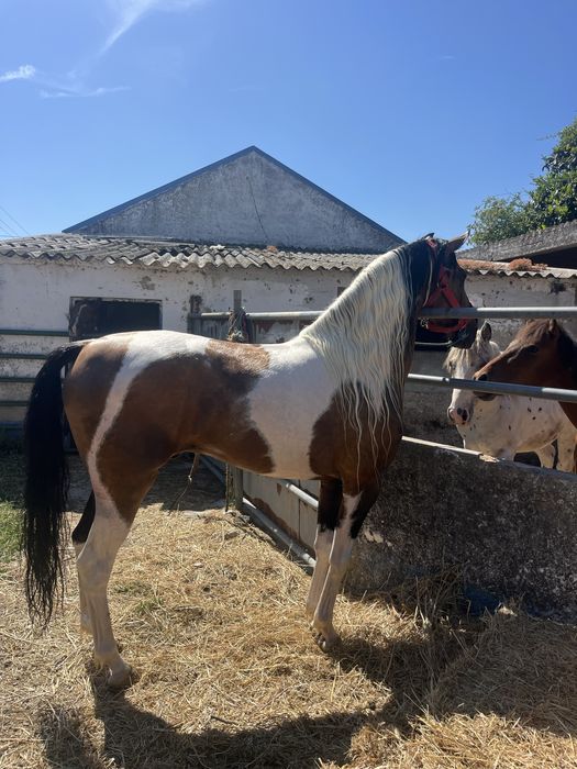 Cavalo malhado palomino