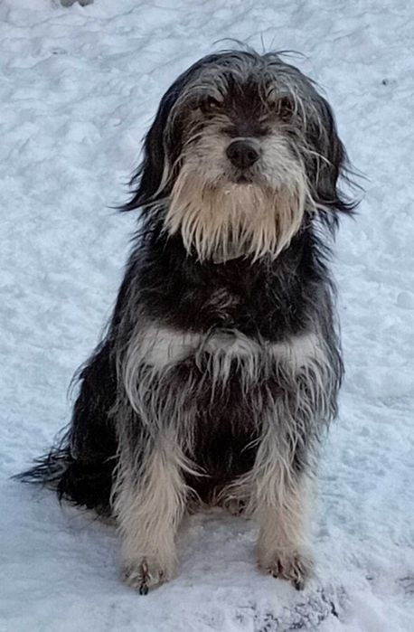 Молода дівчинка Пері за вартість стерилізації