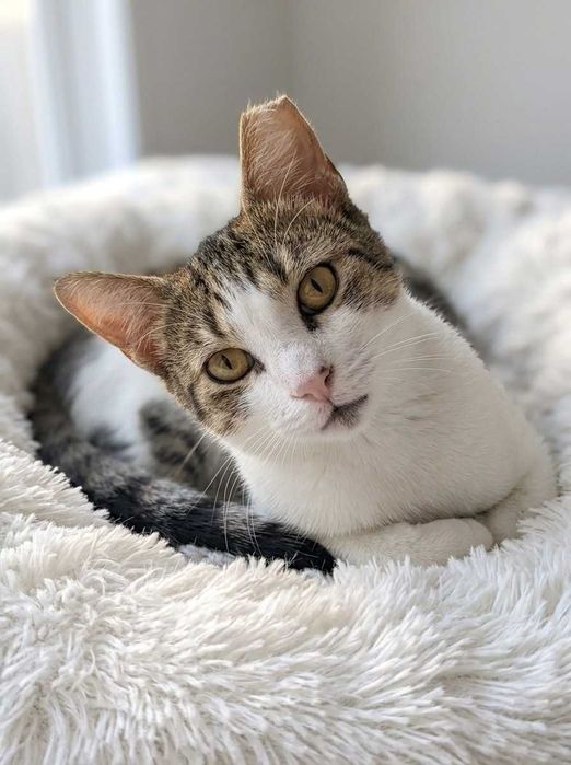 Setúbal e arredores / Margem Sul — SNOWY e FLOR, gatinhas para adoção