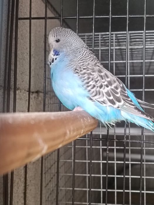 Vendo periquitos ingleses