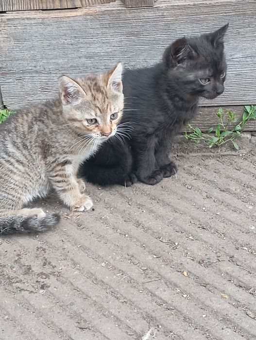Віддам в добрі руки кошенят