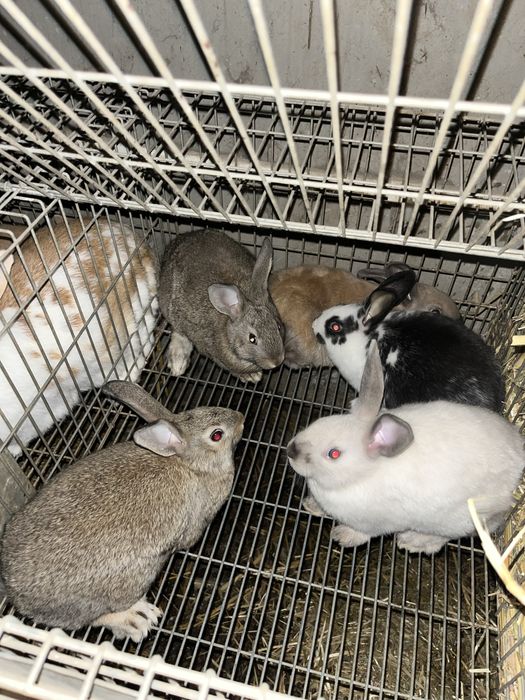 coelhos com 2/3 meses