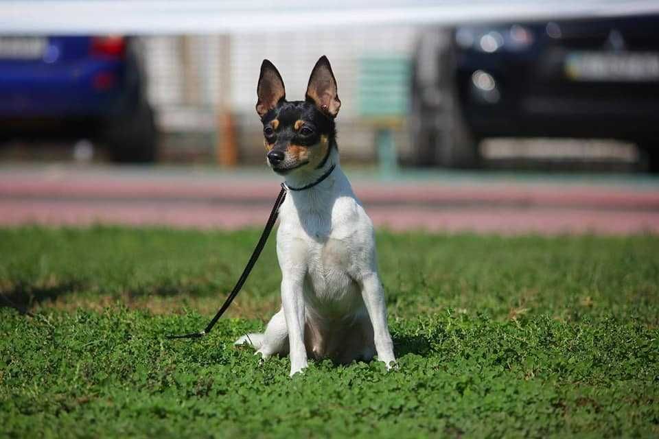 Цуценята американського той фокс тер'єра КСУ-FCI