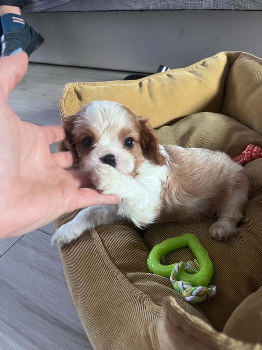 Śliczny piesek Cavalier Spaniel