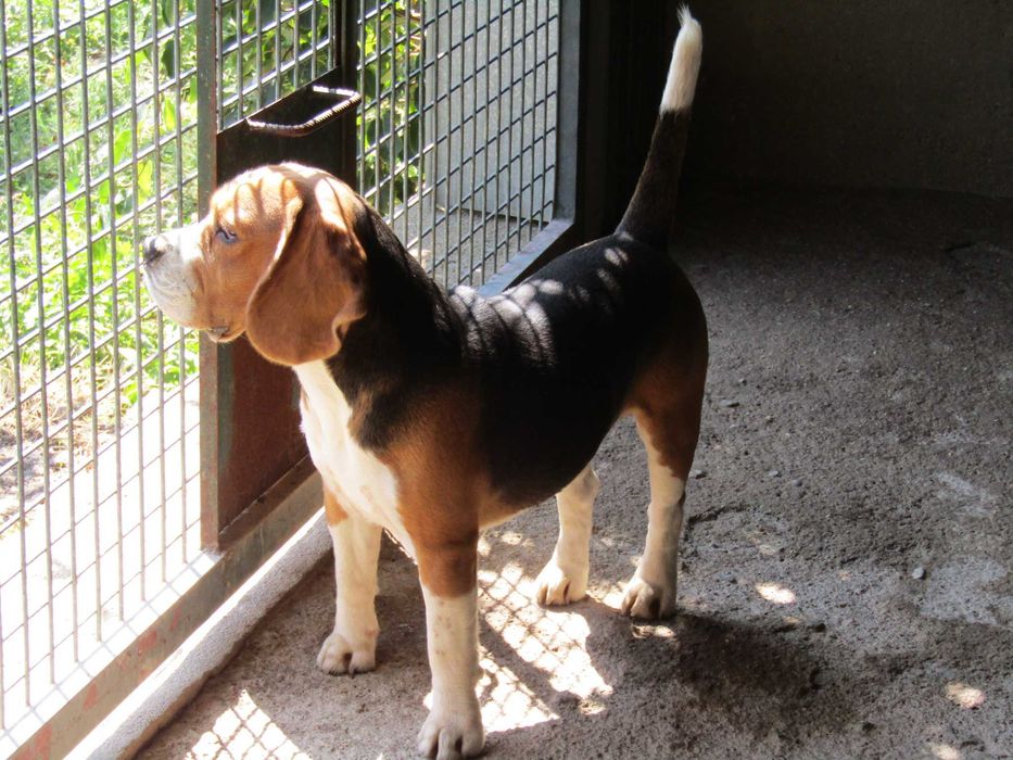 Fêmea Beagle Tricolor, Raça Pura, LOP/Pedigree/Afixo, Porte Pequeno.