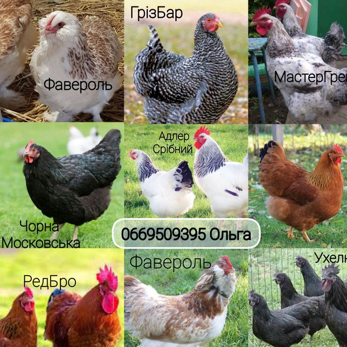 М'ясо-яєчні мікс яйце оптом