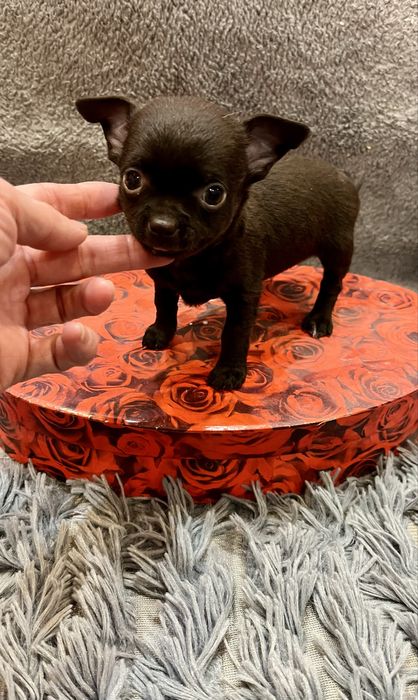 Супер шоколадный чихуа,хлопчик мини чихуахуа