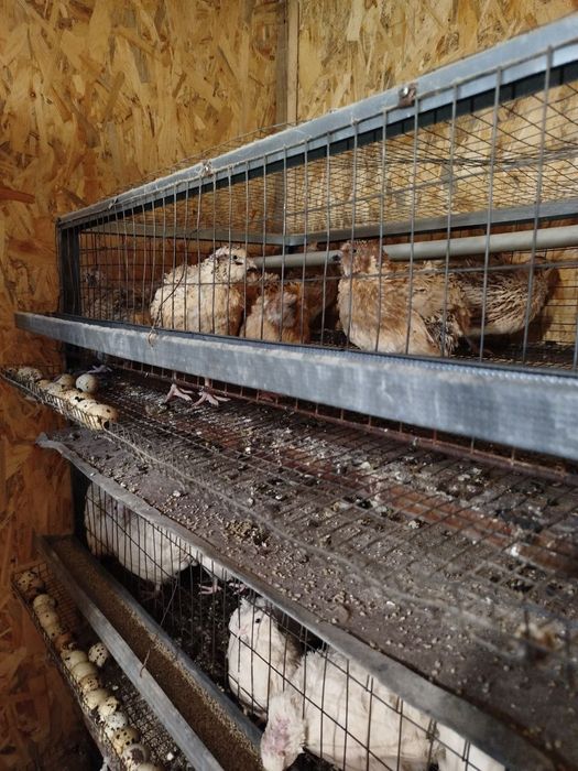 Інкубаційне яйце перепілки Техасі та фенікс