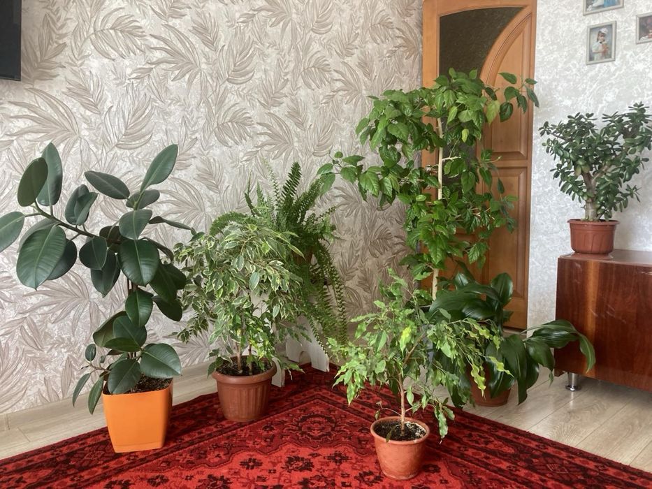 Продам кімнатні квіти/рослини