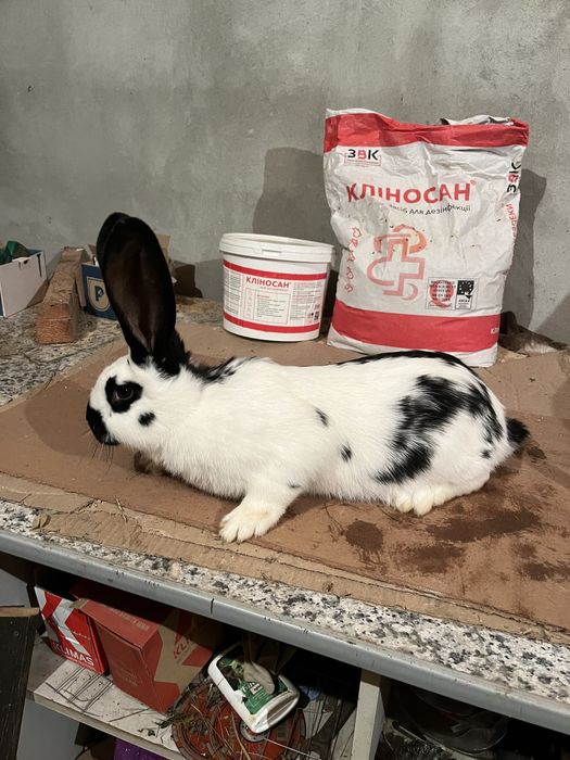 Кролики Самці та самки