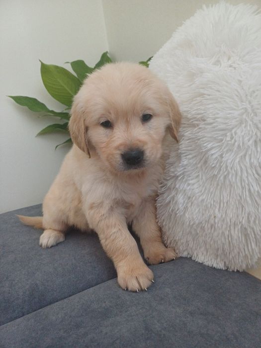 Suczka rasy Golden retriever