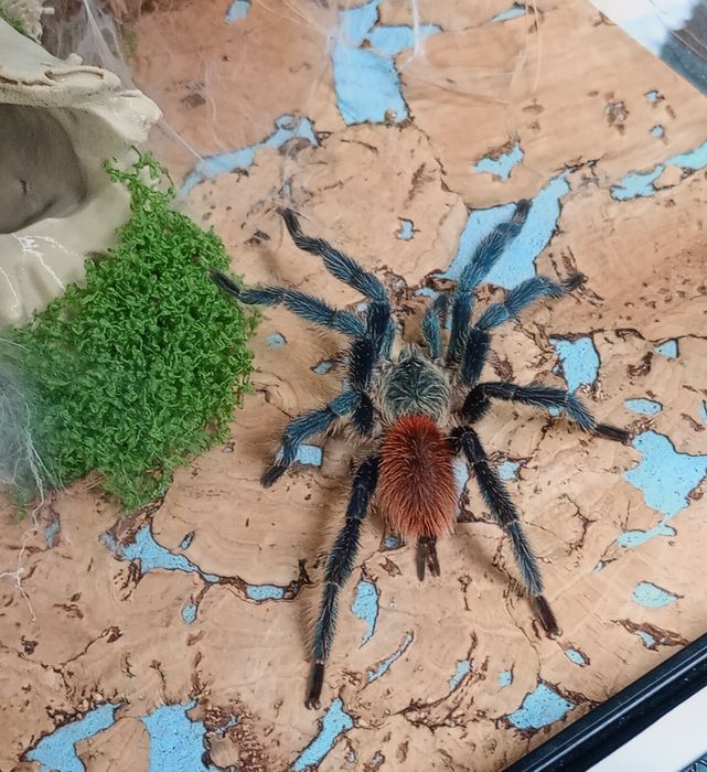 Adult Samiec Dolichothele Diamentinensis