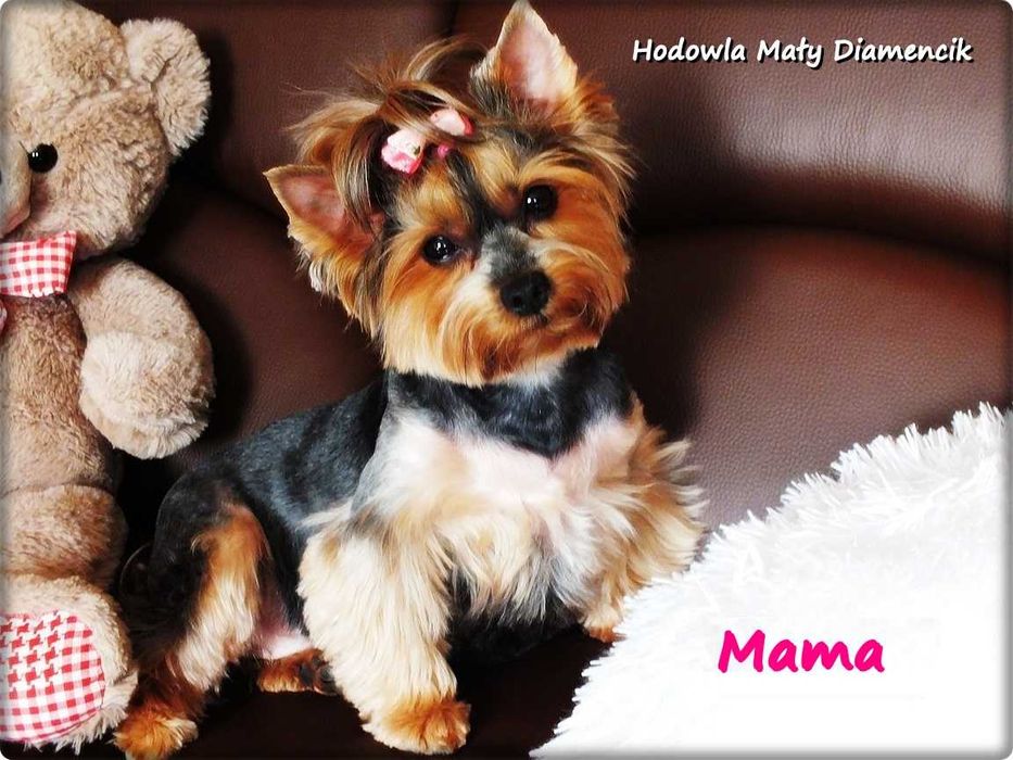 Mini XS !! Malutki Piesek Yorkshire Terrier z Rodowodem i Wyprawką