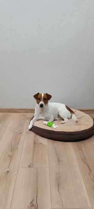 Джек Рассел тер'єр в'язка