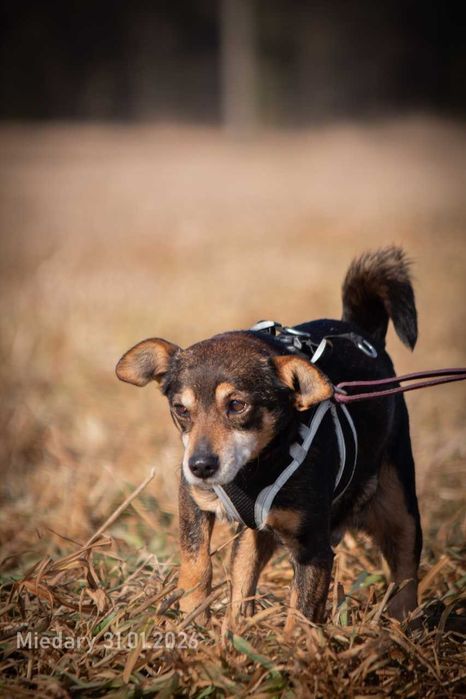 Edzio - miły, malutki piesek do adopcji.