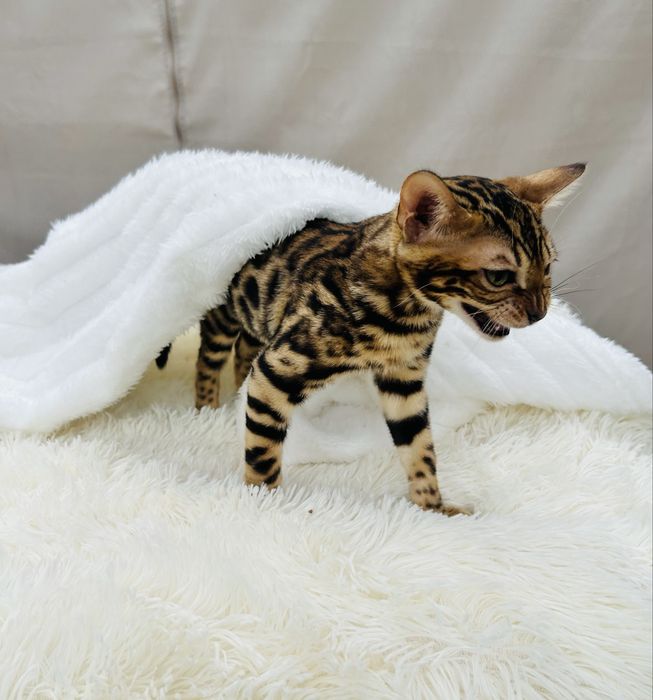 Przepięknej urody kocurek bengalski