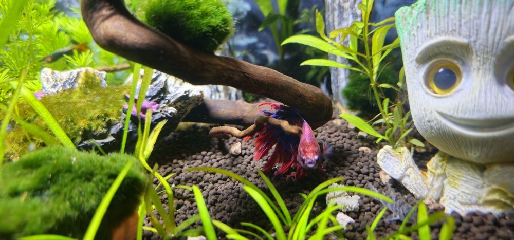 Rybki bojownik wspaniały