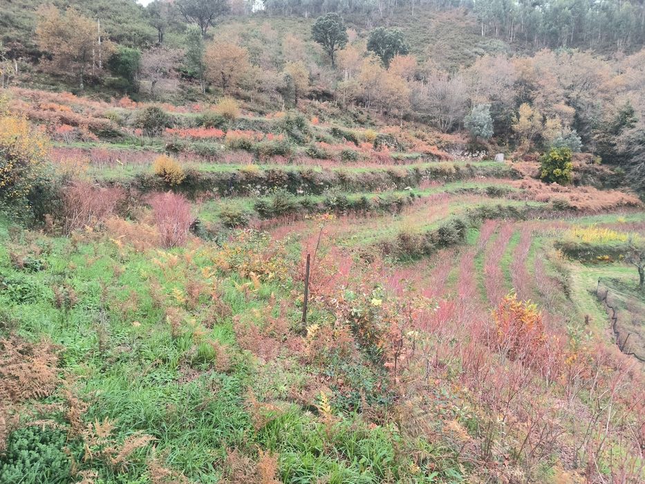 Quinta Rústica à Venda - 1 hectare de terreno. 

Descrição:  
Vende