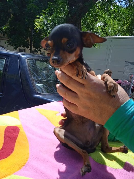 Той терьер  мини