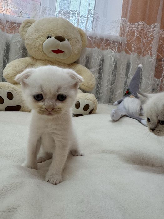 Шотландські чистокровні кошенята