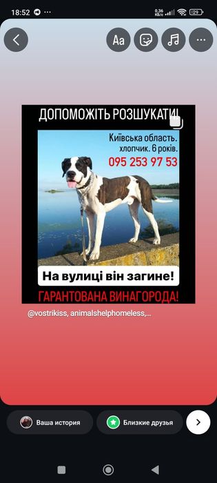 Згубився пес! Хлопчик! 6 років! Допоможіть будь-ласка, знайти !