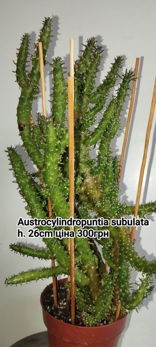 Еуфорбія Хавортія алоє красула