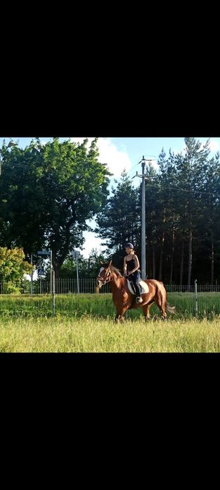 Sprzedam klacz śląską