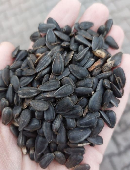 20 kg słonecznika czarnego