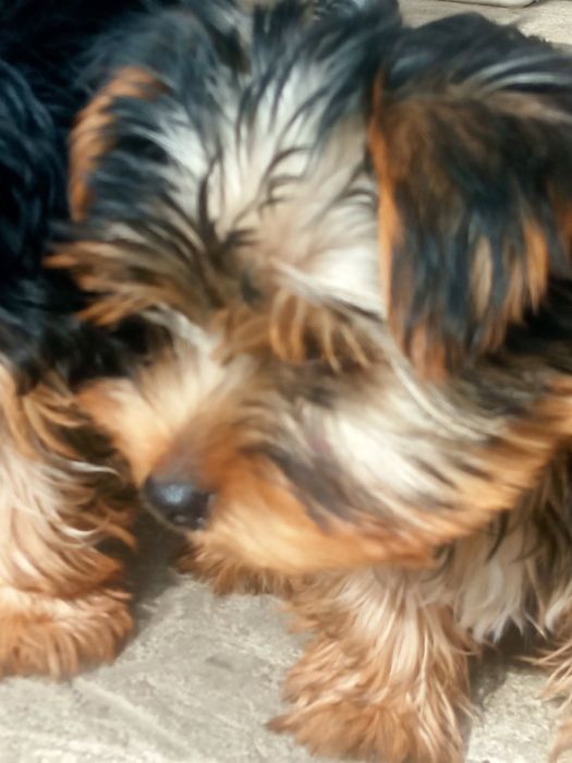 Sprzedam 3 yorki
