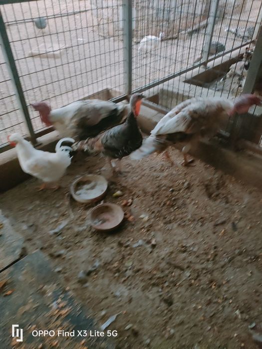 Animais biológicos, criados ao ar livre.