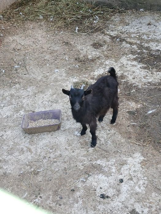 Cabrito anão 4 meses