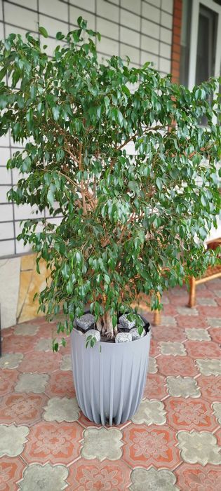 Фікус, зелений, 160см