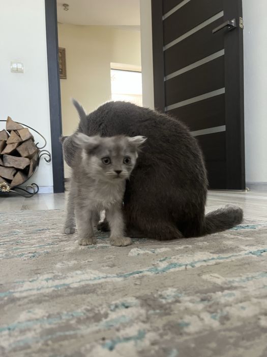 Продам британське кошеня